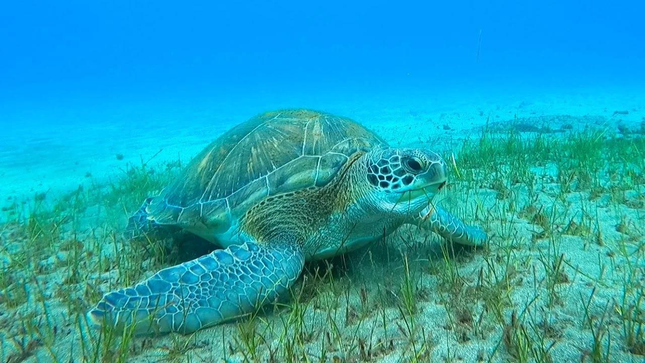 TENERYFA NURKOWANIE Z ŻÓŁWIAMI