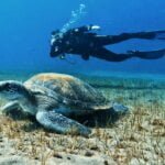DIVING IN TENERIFE
