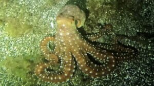 Read more about the article NIGHT DIVE TENERIFE