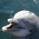 Nurkowanie z Delfinami Teneryfa