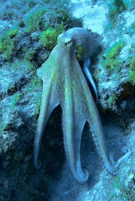 Nurkowanie Polska baza na Teneryfie