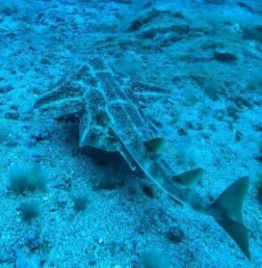 CZY NA TENERYFIE WARTO NURKOWAĆ? ANGEL SHARK