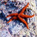 MONTANA AMARILLA SCUBA DIVING