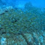 MONTANA AMARILLA SCUBA DIVING