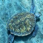 Turtle Diving Tenerife