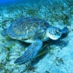 Turtle Diving Tenerife