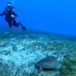 Turtle Diving Tenerife