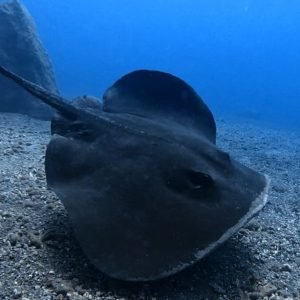 POLSKIE CENTRUM NURKOWE NA TENERYFIE