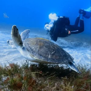 Diving turtle tenerife