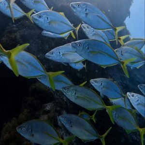 DIVE LOVERS TENERIFE