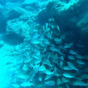 ławica ryb El Balito