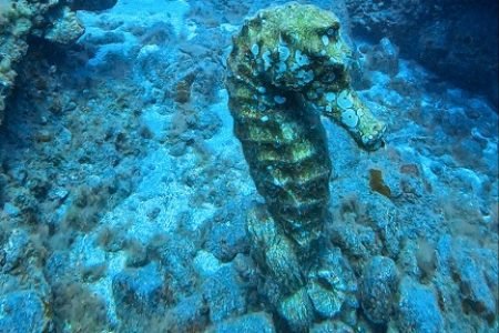 NAJLEPSZE MIEJSCA NURKOWE NA TENERYFIE - LAS ERAS