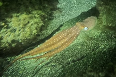 NIGHT DIVER - PADI SCUba DIVING IN TENERIFE