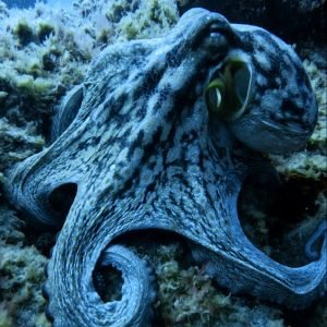 THE BEST DIVE SITES IN TENERIFE